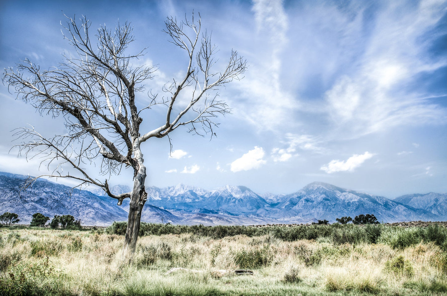 Bishop Tree - jkphotoart