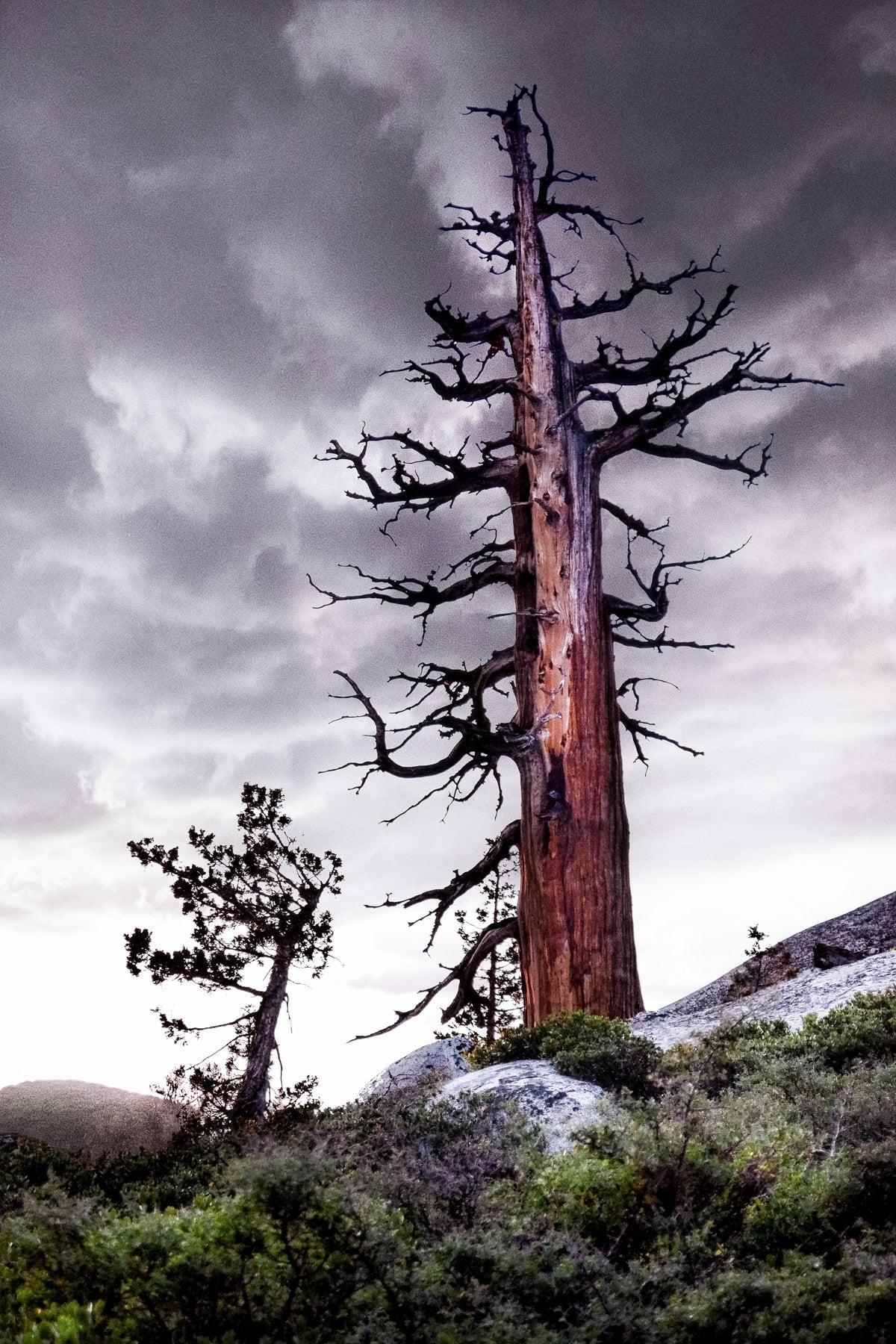 Burned Tree - jkphotoart