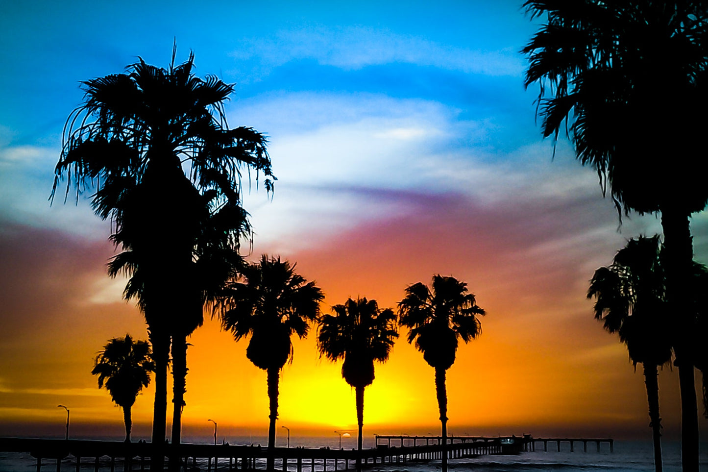 Classic Palms - jkphotoart