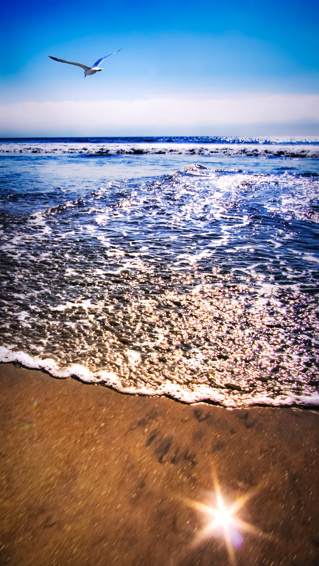 Coronado Seagull - jkphotoart