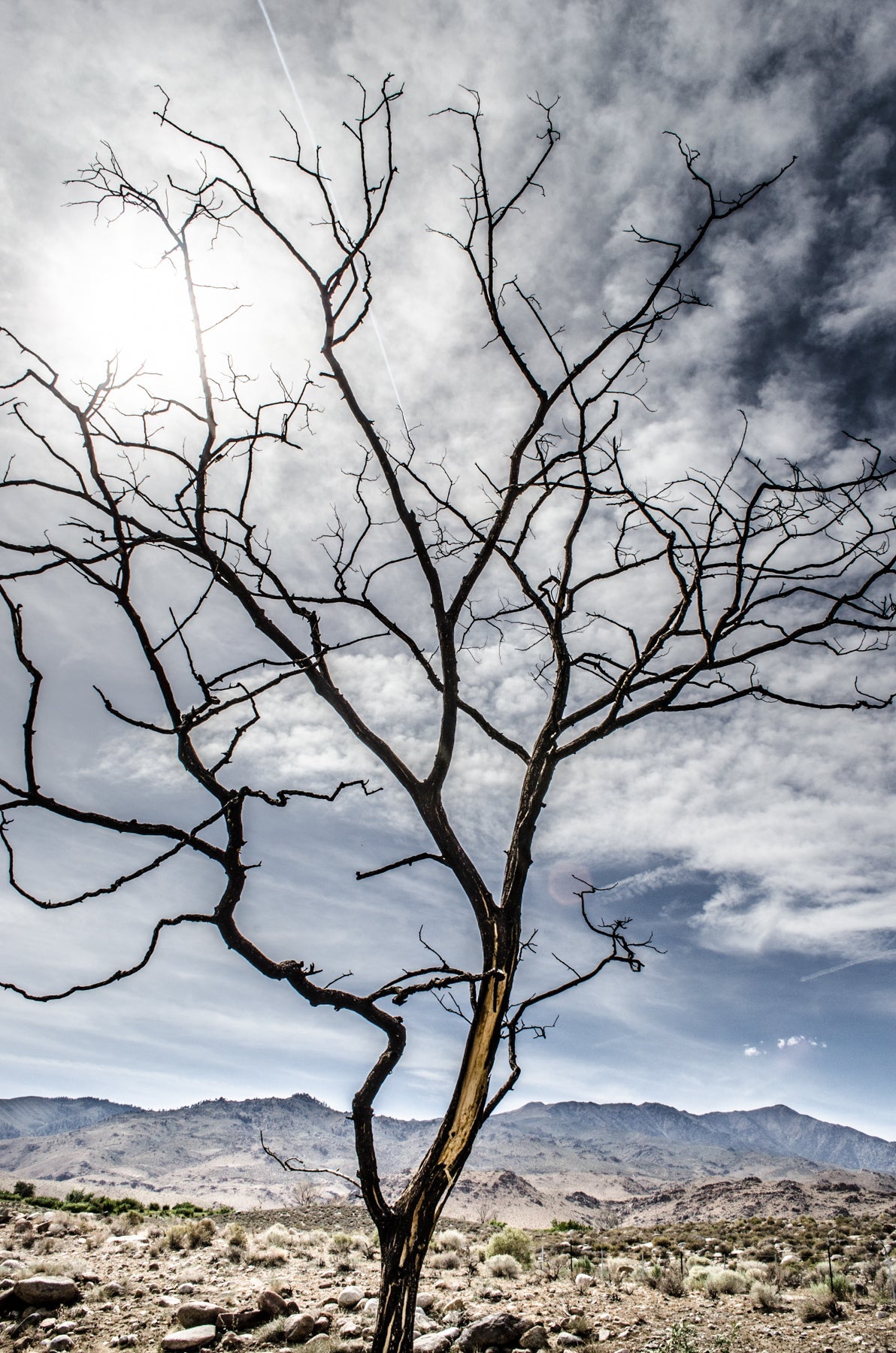 Dead Tree - jkphotoart