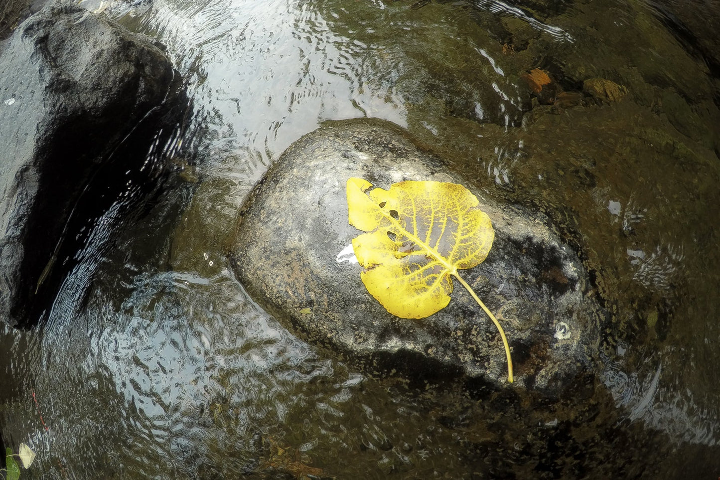 Leaf - jkphotoart