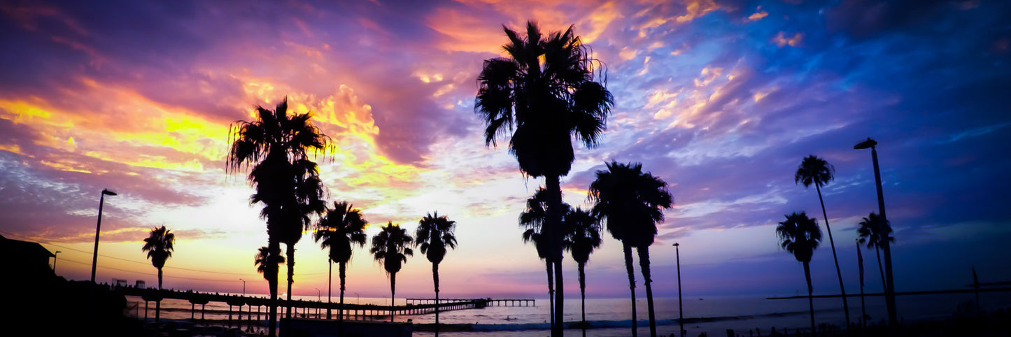Pink Classic Palms Panorama- jkphotoart