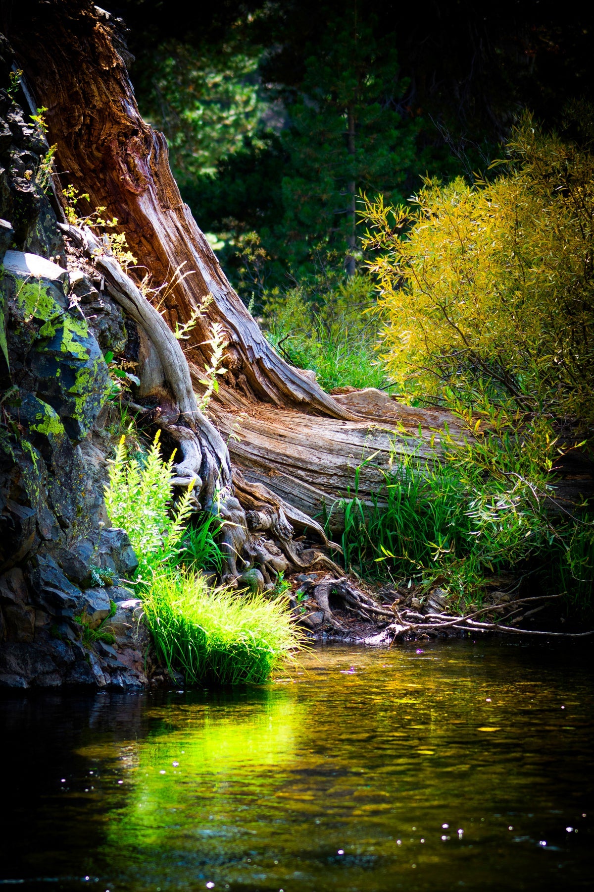River Bank - jkphotoart