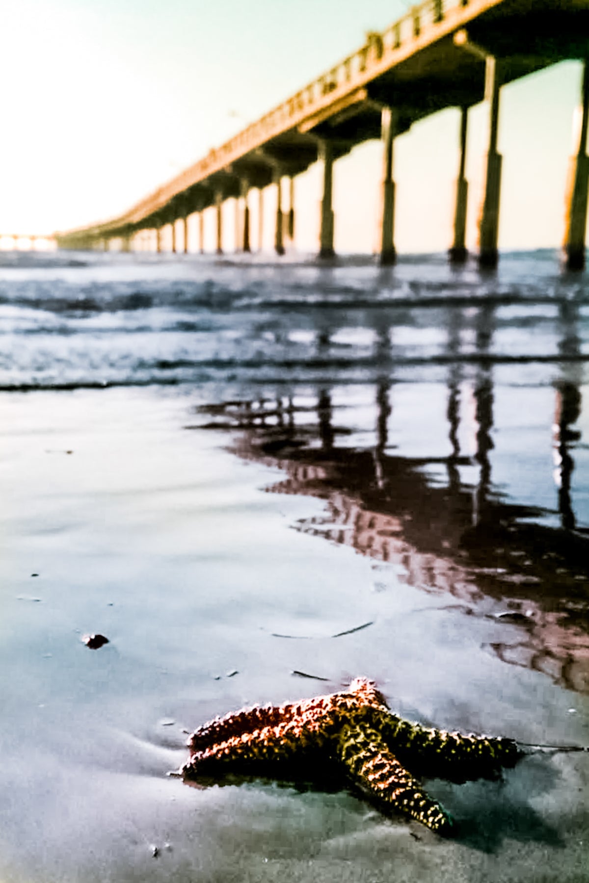 Sea Star One - jkphotoart