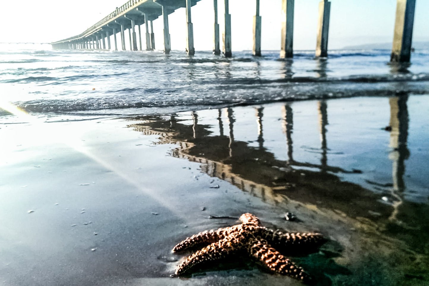 Sea Star Two - jkphotoart