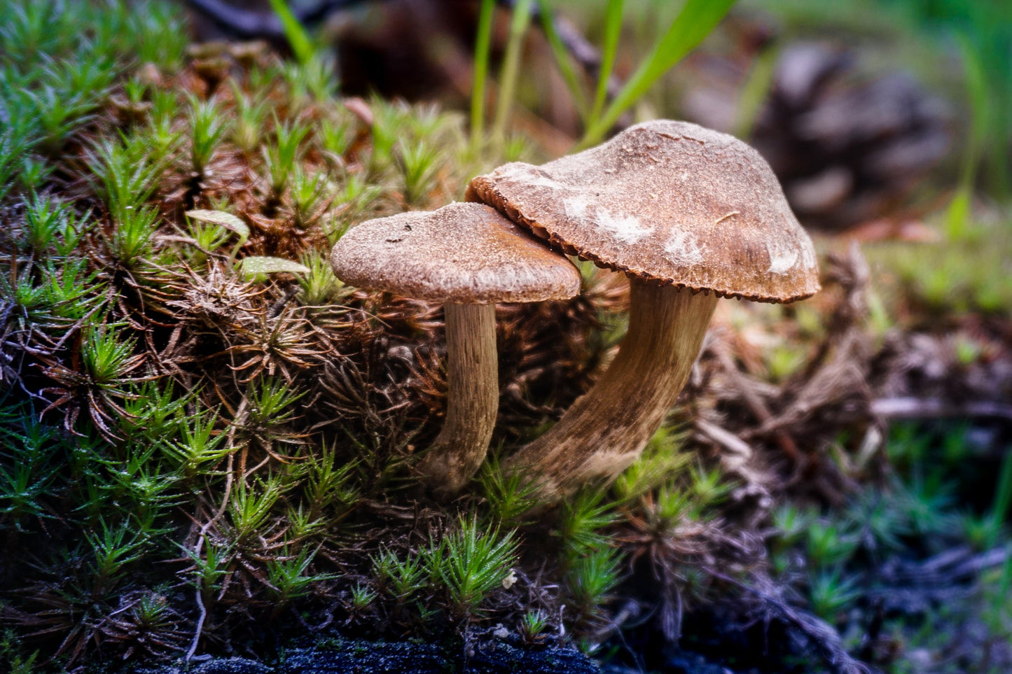 Mushrooms - jkphotoart