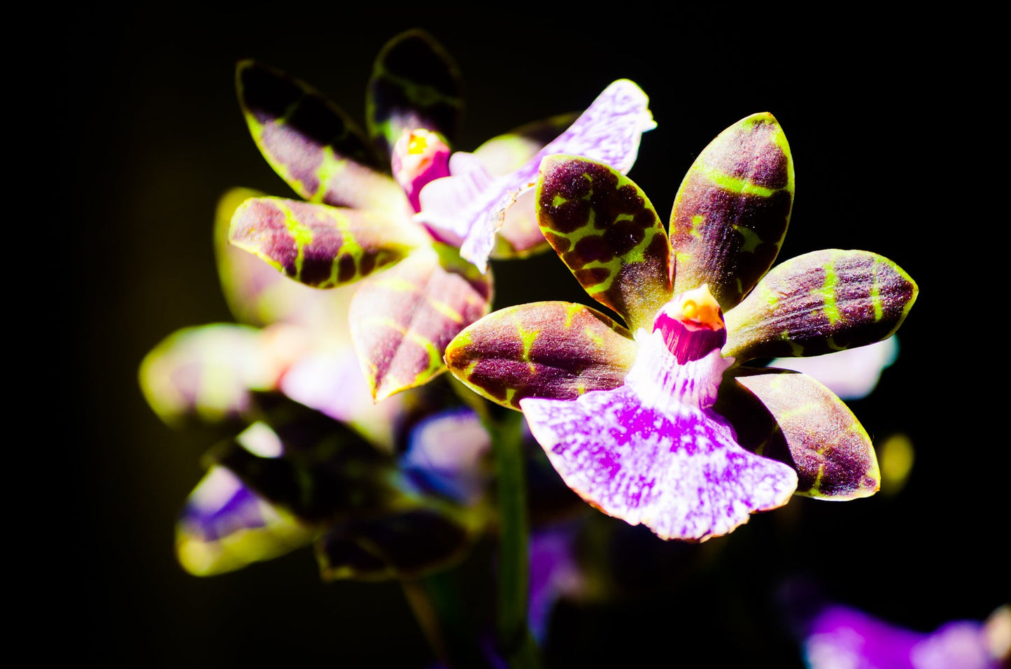 Orchid - jkphotoart